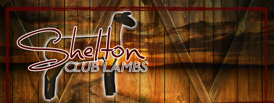 Shelton Club Lambs